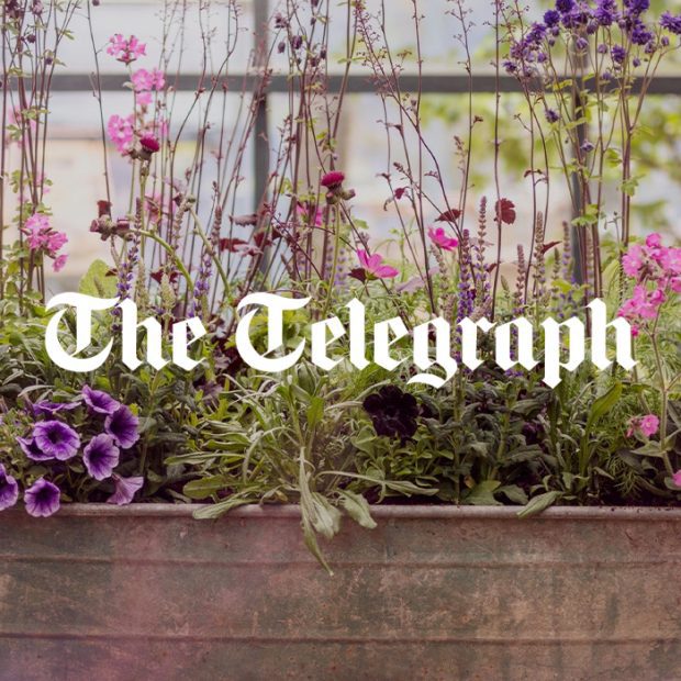 Petersham the telegraph